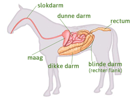 Spijsvertering paard